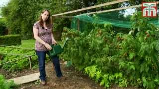 How to grow raspberries with Thompson and Morgan Part 1 Planting and Caring for your raspberries [upl. by Anertac]