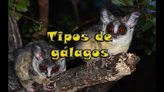 Tipos de gálagos [upl. by Gibson224]