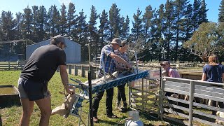 Tailing  Docking Lambs at the Lease Block with Te Pari Gear [upl. by Olwena666]