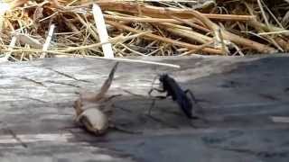 Mud Dauber VS Giant Spider [upl. by Llemert]