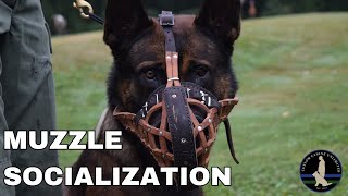 Muzzle Socialization  SOURCE Short Set [upl. by Uhthna]