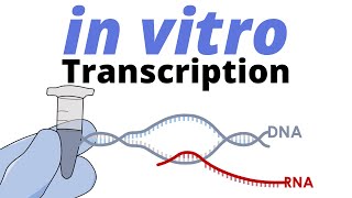 in vitro Transcription [upl. by Ieso676]