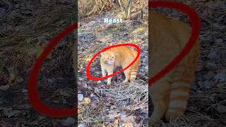 Go London Cat Viral Than Mr Beast shorts golondon cat [upl. by Now]