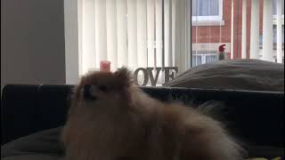 Pomeranian howling like a husky [upl. by Jenkins]