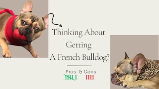 French Bulldog Pros And Cons  Should You Get A Frenchie [upl. by Veradi]