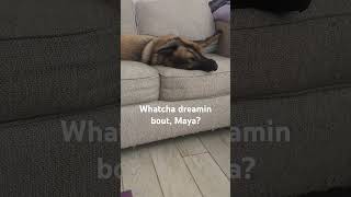 Malinois puppy dreaming [upl. by Aneema123]