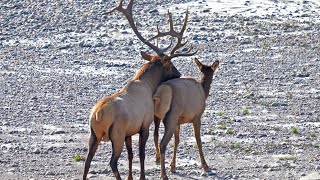 Active Bull Elk Bugling Courting Herding and Fighting During the Rut [upl. by Veradia546]