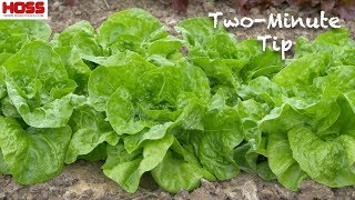 The Most Flavorful and Nutritious Lettuce Varieties to Grow [upl. by Sonya]