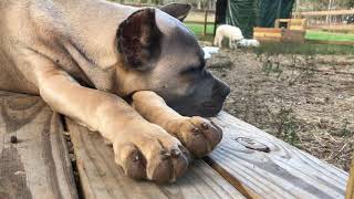 Formentino Cane Corso cat nap [upl. by Tripp3]