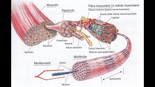 Anatomia dei muscoli scheletrici [upl. by Akerdna]