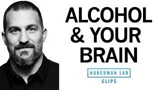 What Alcohol Does to Your Brain  Dr Andrew Huberman [upl. by Tichon]