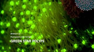 Luminescence Corals and Anemones [upl. by Stuart]