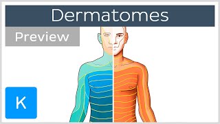 Dermatomes made easy preview  Human Anatomy  Kenhub [upl. by Mayeda481]