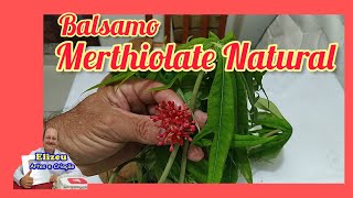 Merthiolate Natural planta medicinal [upl. by Nashbar]