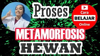 Pengertian dan Proses Metamorfosis Hewan [upl. by Karoly]