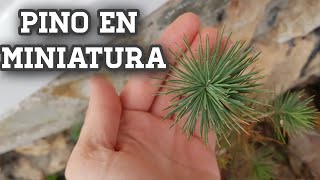 Pino PIÑONERO desde Semilla así es este majestuoso árbol en miniatura  Se puede hacer bonsai [upl. by Kcirdahs928]