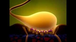 Membrane Potentials  Part 1  Circulatory system physiology  NCLEXRN  Khan Academy [upl. by Tutankhamen]