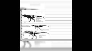 Allosaurus Fragilis And Metriacanthosaurus Parkeri Size Comparisons [upl. by Aicirtam]