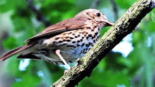 Song thrush singingchirpingTurdus philomelos last part [upl. by Miza]