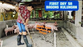 First day ng BATCH 16 NA BABOY sa bagong kulungan klaritafarmFarming [upl. by Ajile]