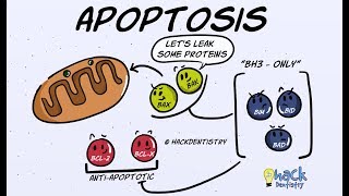 Apoptosis  Introduction Morphologic Changes and Mechanism [upl. by Furmark]