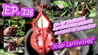 EP116 Pro Carnivorous plants south of TH season2 quotKrabi carnivoresquotด็อกเตอร์แห่งวงการไม้กินแมลงไทย [upl. by Juni]