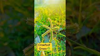 crowfoot grass five strep [upl. by Dustan]