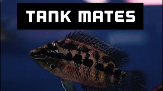 Tank Mates for Salvini Cichlid  Aggression [upl. by Kleon]