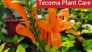 Care of Tecoma Plant  How to Grow and Care Tecoma Plant  Best Summer Flowering Plant [upl. by East780]