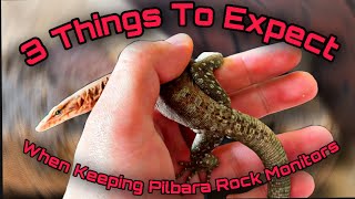 3 Things To Expect When Keeping Pilbara Rock Monitors I Wish I Wouldve Known These [upl. by Esinev]