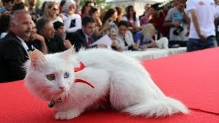 Cat Beauty Contest kedi güzellik yarışması  her türden en güzel kediler [upl. by Myrle]