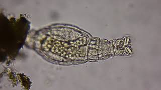 Rotifer under a microscope [upl. by Eenoj]