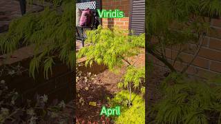 Viridis Weeping Japanese Maple April [upl. by Courcy842]