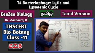 Lytic and Lysogenic Cycle  T4 Bacteriophage  Tamil Version [upl. by Alracal]