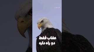 راز طول عمر عقاب  داستان [upl. by Nodroj201]