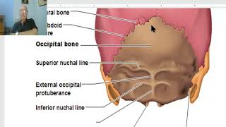 Anatomy of head and neck module in Arabic 4 Norma occipitalis  by Dr Wahdan [upl. by Redleh]