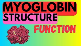 Myoglobin  Structure and Function [upl. by Notnil208]