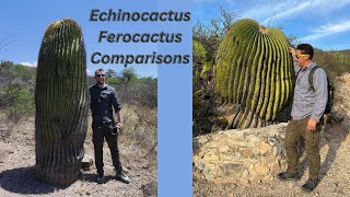 How to Comparisons Ferocactus and Echinocactus Part One [upl. by Bartlett]