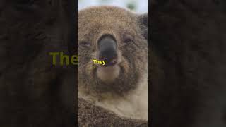 Discover Marsupials Natures Unique Pouched Creatures australiananimals wombats kangaroos [upl. by Ear]