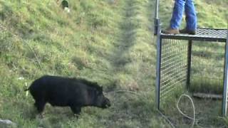 Pig Trap in Hawaii Releasing Boar After Castration [upl. by Maurene]