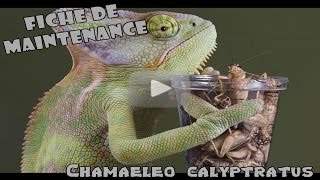 CAMELEON CALYPTRATUS  Conseils et renseignements [upl. by Ihel]