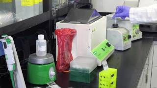 Legionella Aquadien Standard DNA Extraction Protocol [upl. by Lisle]