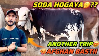 Kia Is Bar Afghan Basti Mai Hamara Soda Ban Paye Ga🤔 Qurbani Collection Cow Mandi 2024 [upl. by Ettenajna]