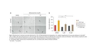 Shinjulactone A Blocks Vascular Inflammation and the EndothelialMesenchymal Transition [upl. by Dex]