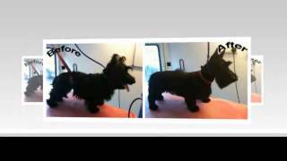 Dog amp Cat Grooming  Always There Pet Care [upl. by Uchish]