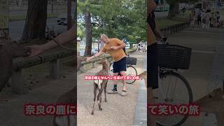 奈良の鹿にせんべいをあげて笑いの旅  Nara Park deer in japan deerpark japan [upl. by Gustafsson290]