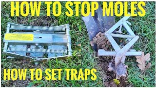 HOW TO STOP MOLES How To Set Mole Traps Scissor Trap [upl. by Angele556]