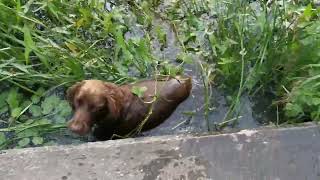 July 2020  Swimming in the canal Daddy wouldnt help me out so I had to find another place 🐶 [upl. by Harwell]