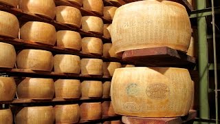 Parmesan Cheese making [upl. by Mcclenaghan]