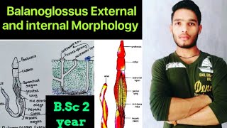 Balanoglossus External and internal morphology  BSc 3rd year Zoology 5th Semester 2nd paper [upl. by Iaj]